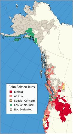relative to many other salmon runs, genetic diversity in coho is largely influenced by genetic drift (Olsen et al. 2003).