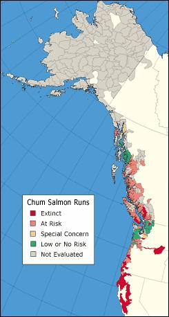 and, while in freshwater and estuarine areas, feed on small insects. After entering marine environments, chum remain close to shore for a few months before dispersing to sea (Froese and Pauly 2004).