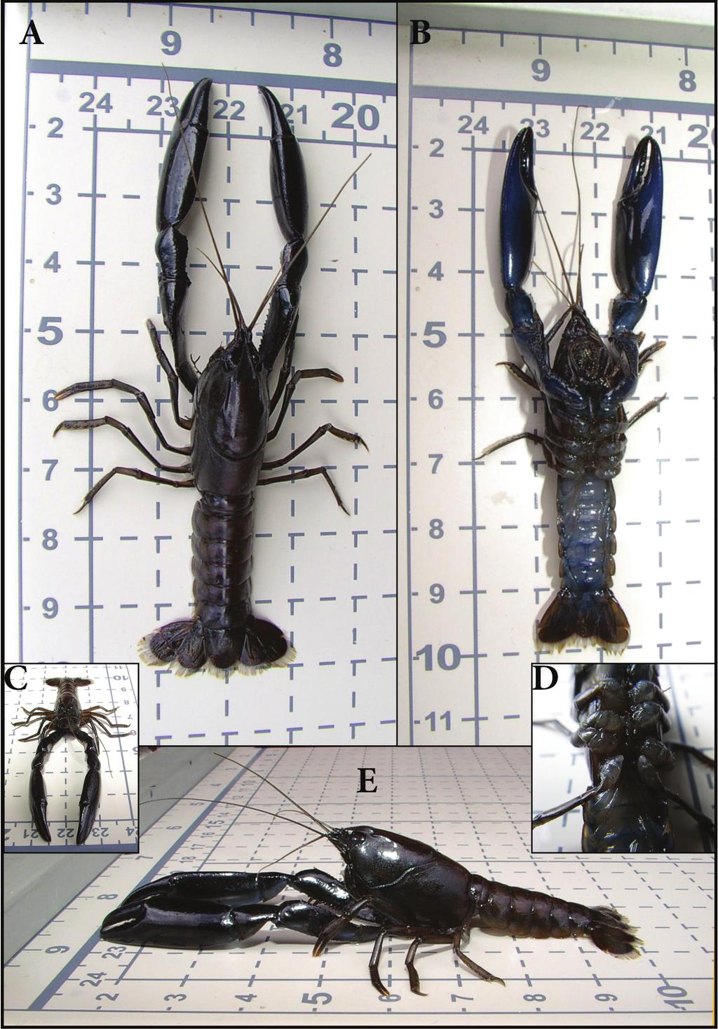The eastern swamp crayfish Gramastacus lacus sp. n. (Decapoda, Parastacidae) a new species... 59 Figure 2. Gramastacus lacus sp. n. Holotype male, AM P.