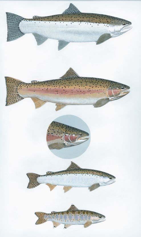Comparisons of Steelhead Populations and Management:
