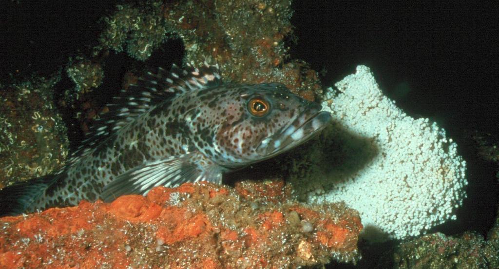Biology of Lingcod Lingcod spawn primarily in January/February in crevices on rocky shores of western North America where strong currents allow for egg respiration.