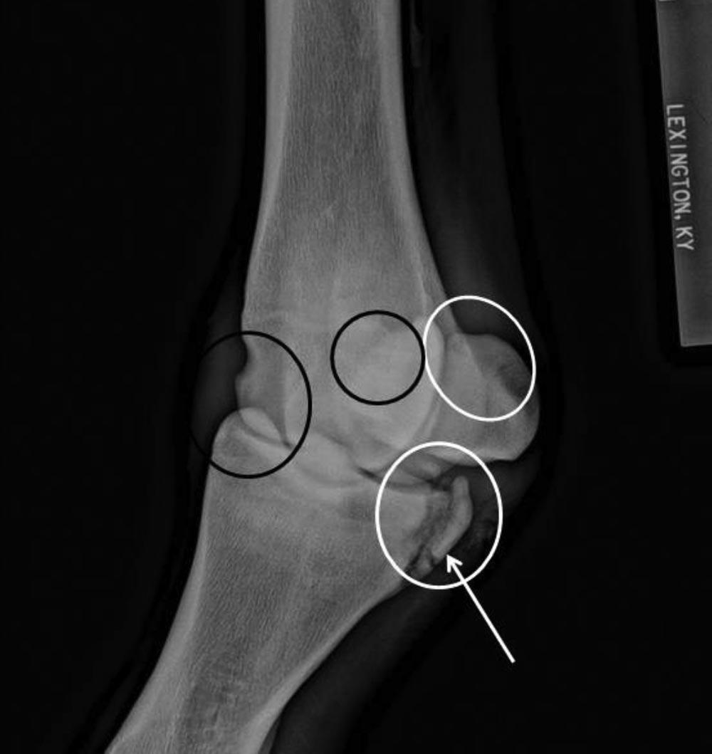 This radiograph will be discussed by the panel as Case 4. Dorsolateral (30 ) to palmaromedial oblique (elevated 10 ) and dorsomedial (30 ) to palmarolateral oblique (elevated 10 ) projections (Fig.