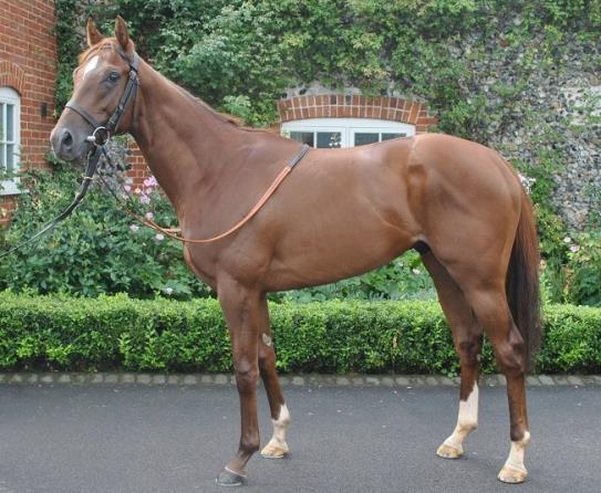 This colt is out of a filly I trained for Sheikh Hamdan and is a lovely scopey individual who has been showing positive signs recently. He wont be rushed but look like a nice type for next year.