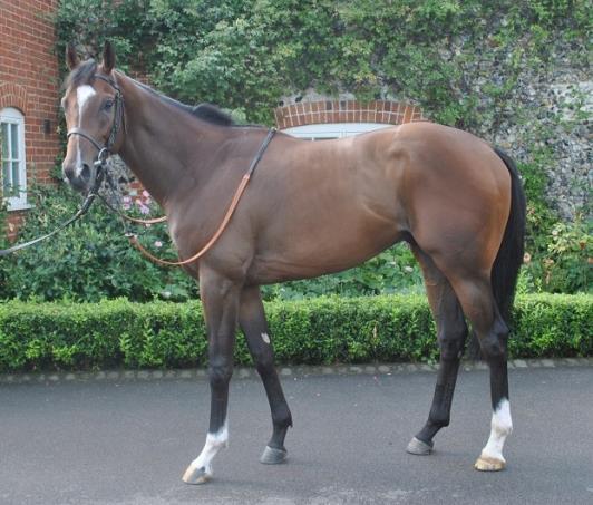 His sire Arcano was a very good sprinter winning The Prix Morny at Deauville, creating a new course record.