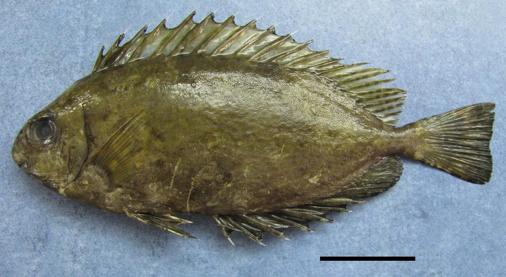 40 mm Fig. 3. Specimen of Siganus luridus (FST Sig lur 01) captured in the Lagoon of Bizerte. Fig. 3. Espécimen de Siganus luridus (FST Sig lur 01) capturado en la albufera de Bizerta.