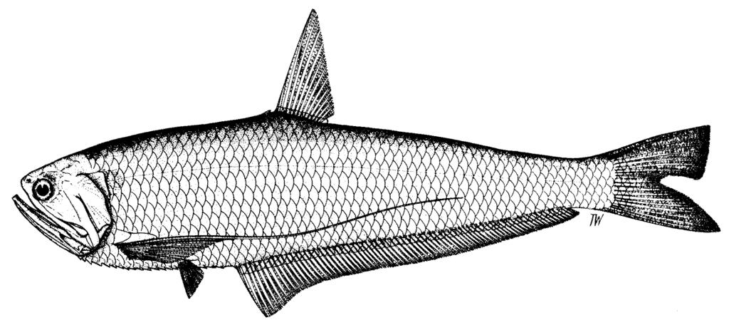 click for previous page 460 FAO Names: En - Burma hairfin anchovy. Diagnostic Features : Body compressed, belly with 15 plus 6 or 7 = 21 or 22 keeled scutes from isthmus to anus.