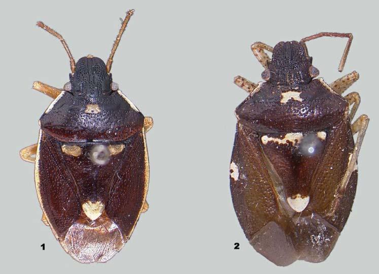 586 RIDER: Massocephalus stysi, a new species of Pentatomidae from the Philippines Figs. 1-2. Habitus. 1 Massocephalus maculatus Dallas, 1851; 2 M. stysi sp. nov. Redescription.