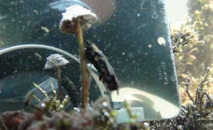observed little brown mushrooms growing underwater.