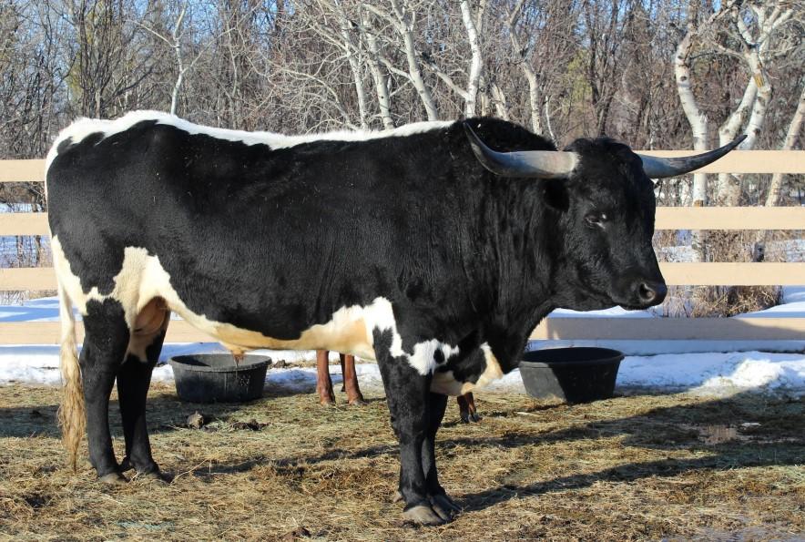 unique opportunity to put Fugitive to work in your herd. He is a massive power house that sires performance, size, conformation and color while maintaining or adding horn.