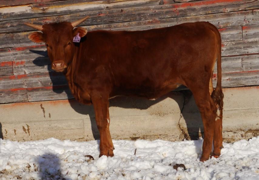 heifer has it all...great body and Great horns. Don't let this red heifer get away.