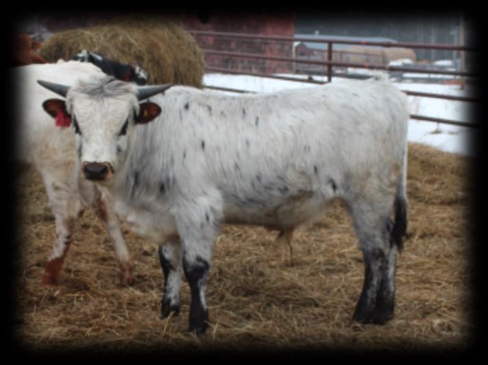 Bull Calves Bred and