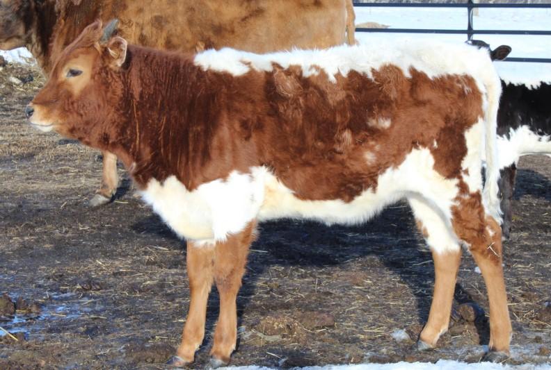 If you need a bull, he might be the one to consider. Double D Arena Outlook, Saskatchewan Phone 306-867-9427 LOT 22 CK BETSIE GIRL April 20, 2014 TLBAA (Pending) PH No.