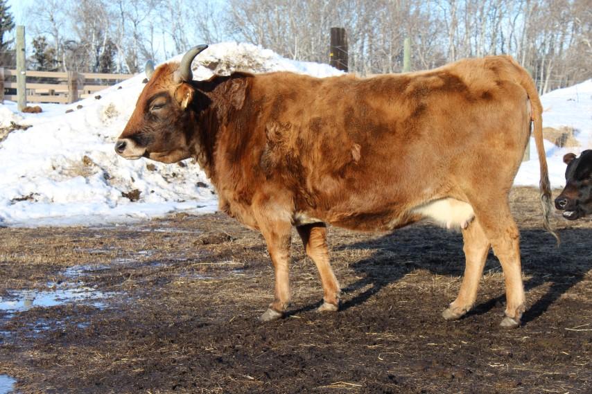 LOT 25 SHELBIE S CINNAMON Cow March 9, 1998 TLBAA (CI85923) PH No.