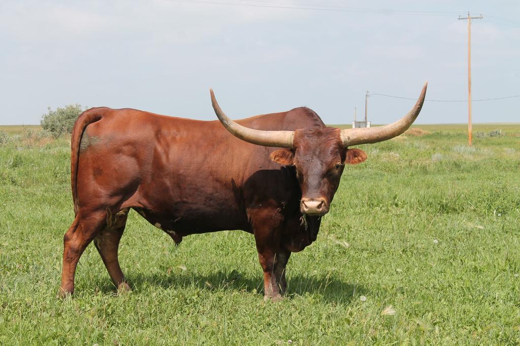 Registered Texas Longhorn Cattle since 1983 Daryl: 1-306-296-4712 Email: darylallemand@gmail.com Bob: 1-306-297-3298 Email: allemand.ranches@sasktel.