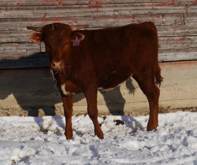 produced phenomenal for us. She's been an awesome milker and does a fine job raising her offspring. She is safe in calf to DC Well Armed or Little Bighorn. She is going to produce one Flashy calf.