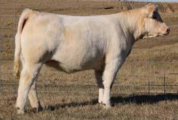 ..645 LT-HC Blue Rock 0368 P LT Brenda s Ease 3055PLD HC HPF Blend 888 HC More Blend 2138 HC Cargo 9182 To own a female raised by Hebbert Charolais is hard to come by and very valuable to own.