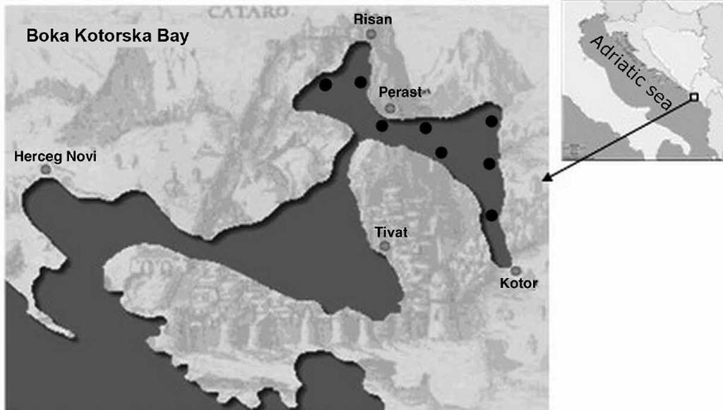 Pešić et al.: Some reproductive patterns of the sardine, Sardina pilchardus in Boka Kotorska Bay 161 Fig. 1. Map of the study area RESULTS Gonads were weighed and preserved in 4% formaldehyde solution.