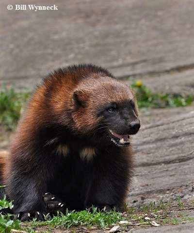 from Vancouver Island. Similarly, we do not know if any Wolverines still occur in Labrador and Québec.