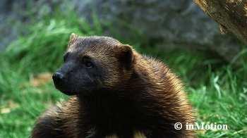 affect reproductive success of individuals and harm Wolverine populations.