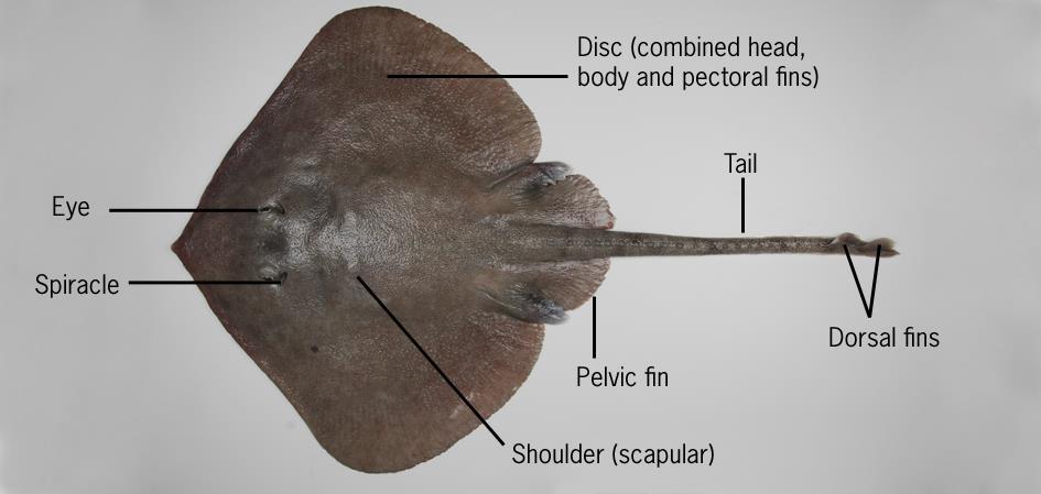 The two illustrations below are labelled to show the principal features of skates and bony fishes that are used in their identification. GLOSSARY Adapted from Gon & Heemstra (1990). Abdomen.