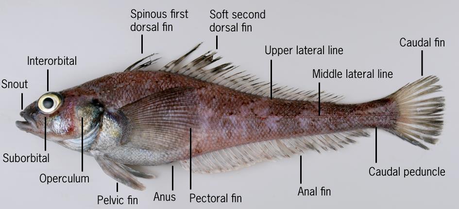 Front or head end. Anus. The rear opening of the intestine located on the underside of the body usually just in front of the anal fin in bony fishes. Barbel.