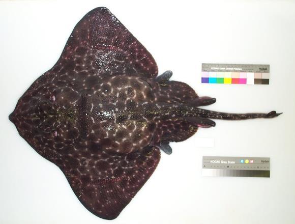 48a. Rajidae (hardnose skates) Snout supported by stout rostral cartilage in most species, broad disc with narrow slender tail, sharp hooked denticles or thorns on dorsal surface, no barbed sting on