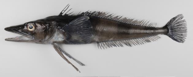 Zoarcidae (eelpouts) Body and tail elongate (eel-shaped), single dorsal and anal fins continuous with caudal fin, pelvic fins tiny with 2 3 rays or absent, scales minute and embedded in the skin or