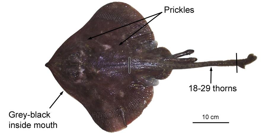 48b. Arhynchobatidae (softnose skates) Bathyraja sp. (Antarctic dwarf skate) (BHY) Distinguishing features: Upper surface of disc entirely covered with coarse prickles.