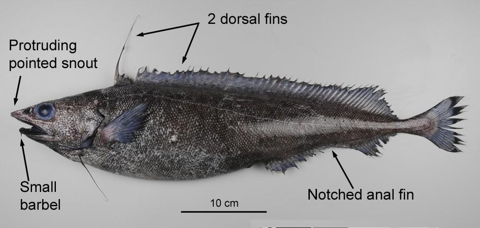 216. Moridae (deepsea cods) Antimora rostrata (Blue antimora, violet cod) (ANT) Distinguishing features: Protruding pointed snout. Two dorsal fins with an elongated ray in the first dorsal fin.