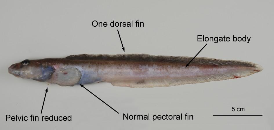 416. Zoarcidae (eelpouts) (Eelpouts) (ELZ) Distinguishing features: Body and tail elongate (eel-shaped), with single dorsal and anal fins continuous with the tail fin.