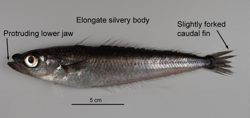 427. Nototheniidae (cod icefishes) Pleuragramma antarctica (Antarctic silverfish) (ANS) Distinguishing features: Elongate silvery body.