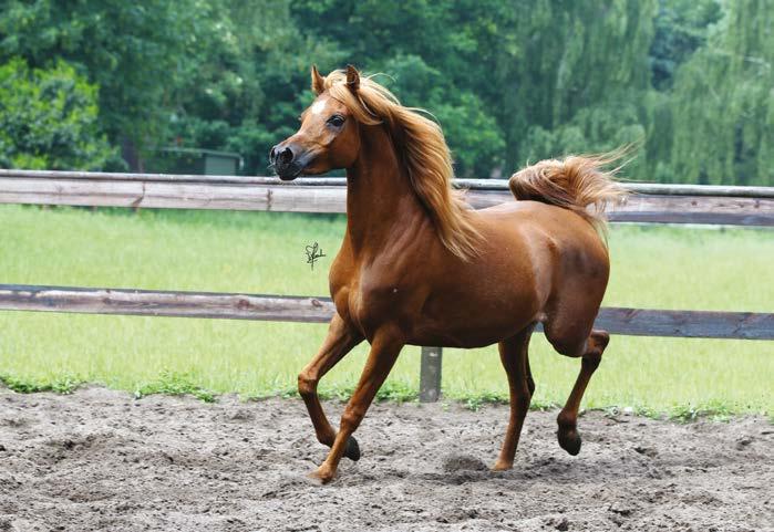 The Arabians of Katharinenhof have been well examined and results of such DNA tests are available and carefully observed when breeding decisions are taken.