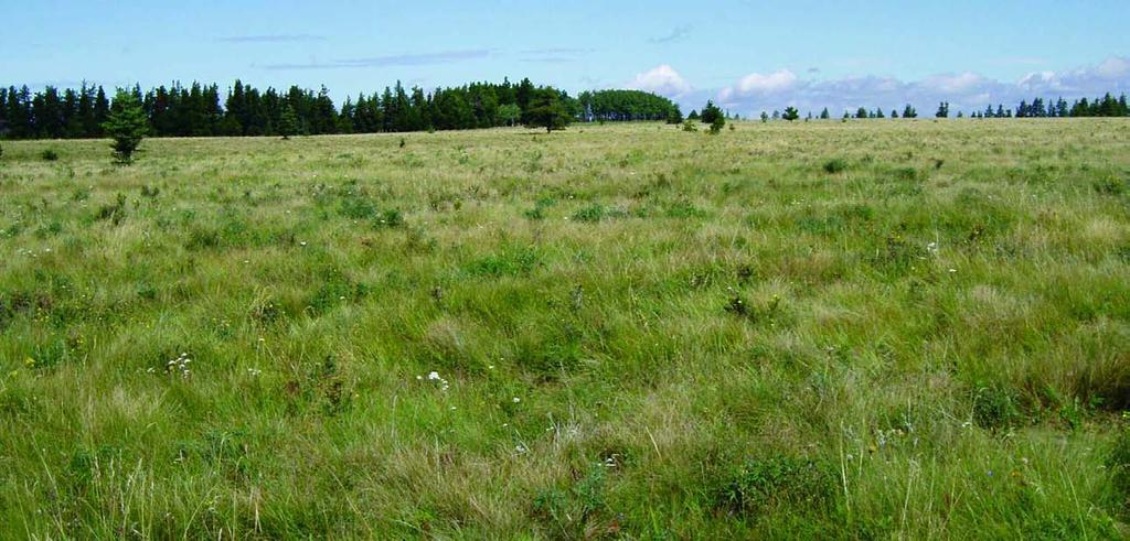 Celebrate Alberta s Native Prairie Heritage Did you know that Alberta has some of the largest areas of native prairie in North America and the world s largest area of rough fescue grassland?