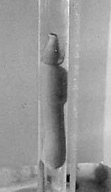 Ph. Echiura: fat innkeeper worm Phylum