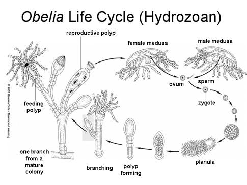 Phylum Cnidaria Symbiosis is common with zooxanthellae: 95% of food and formation of
