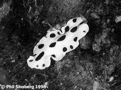 Flatworms: Phylum: Platyhelmenthes Class Turbellaria Phylum Platyhelminthes: flatworms As many as