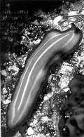 (roundworms) Phylum