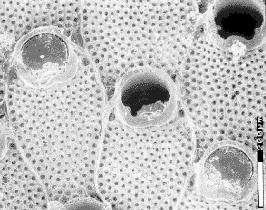 Lophophorates: Lophophore=set of ciliated