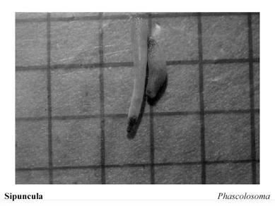 Diopatra ornata Ornate Tube Worm Phylum sipuncula: peanut worms Phylum Sipuncula (peanut worms). All marine. 350 sp, benthic.