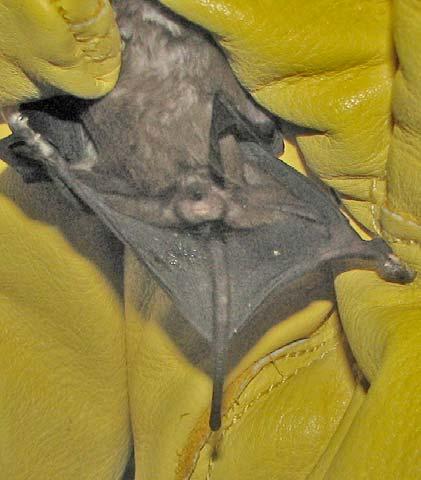 Figure 12. A close up photograph of M. molossus showing the detail of the bat s uropatagium and the extension of the tail (arrow) beyond the membrane.