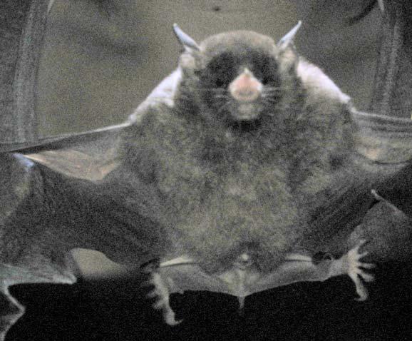 the bat. Figure 14.