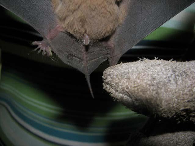Figure 20. A close up photograph of T. brasiliensis showing the detail of the bat s uropatagium and tail. DISCUSSION Five species of bats were collected over a three week period.