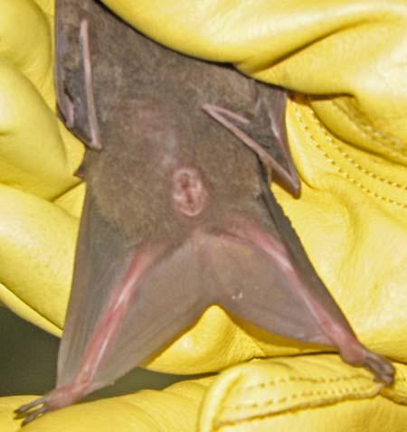 Figure 4. A close up photograph of A. jamaicensis showing the detail of the bat s U shaped uropatagium and lack of a noticeable tail.