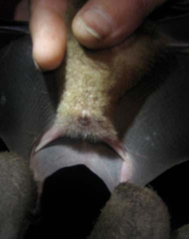 bat s ear. This picture also shows the thumb (arrow) of one of the bat s wings behind the nose.