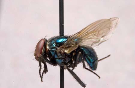 macellaria, lateral view Phaenicia eximia, the common tropical green bottle fly can be easily identified because the thorax and abdomen are