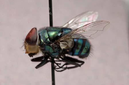 Chrysomya megacephala, the Oriental blow fly or big-headed fly, has a shiny, metallic thorax and abdomen. The fourth wing vein is sharply angled.