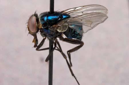 Phaenicia coeruliviridis is identified as having a shiny, metallic thorax and abdomen, and a sharply angled fourth wing vein. The gena and anterior thoracic spiracle are dark, and squamae white.