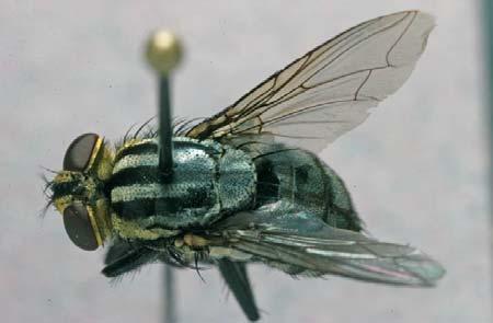 Sarcophagidae spp., the flesh flies, are large in size. The fourth wing vein is angled. They are grey in color and have three dark longitudinal stripes on the thorax.