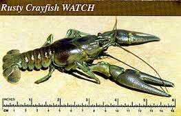 Rusty Crayfish (Orconectes rusticus) Introduction: 1960 s; used as bait by fishermen Characteristics: Brown body, greenish-rusty coloured claws w/dark bands near tip,