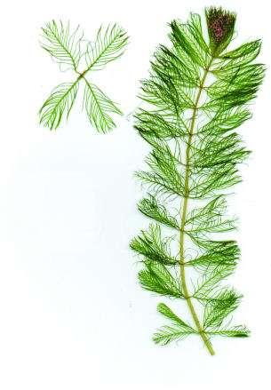 Eurasian Watermilfoil (Myriophyllum spicatum) Characteristics: Submerged, rooted plant arranged in whorls with feathery leaves (OFAH, 2008)